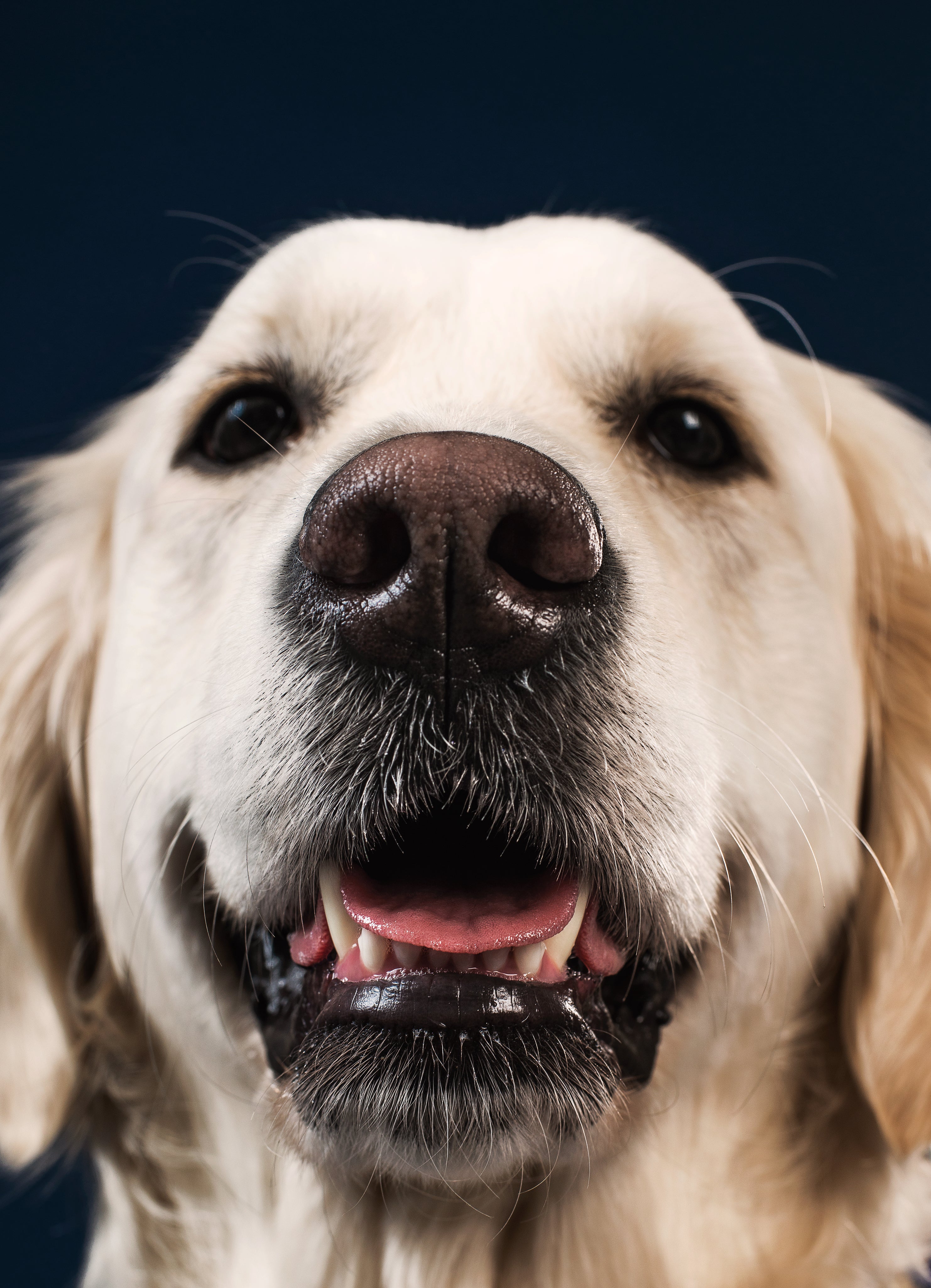 Golden-dog-smiling