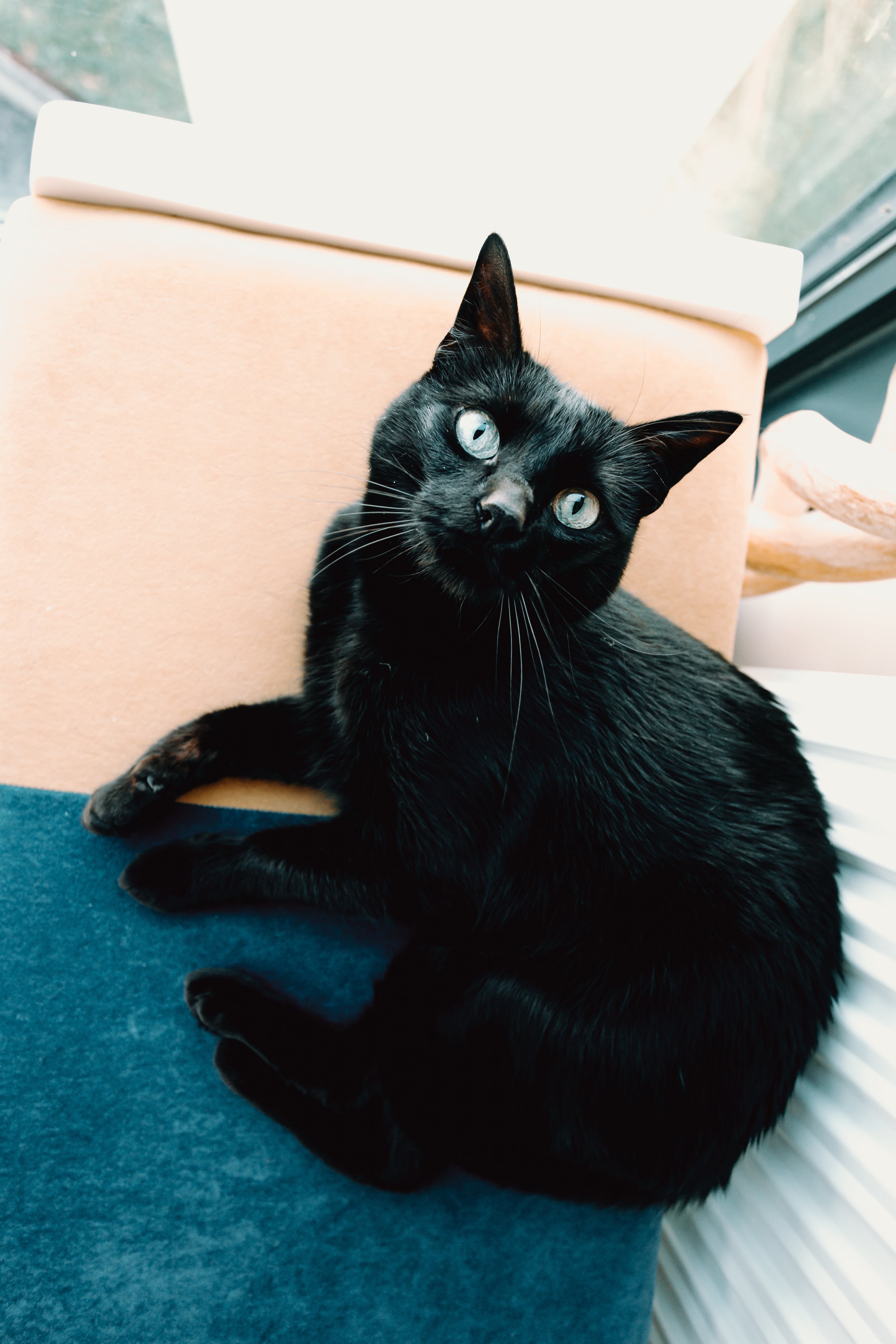 black-cat-looking