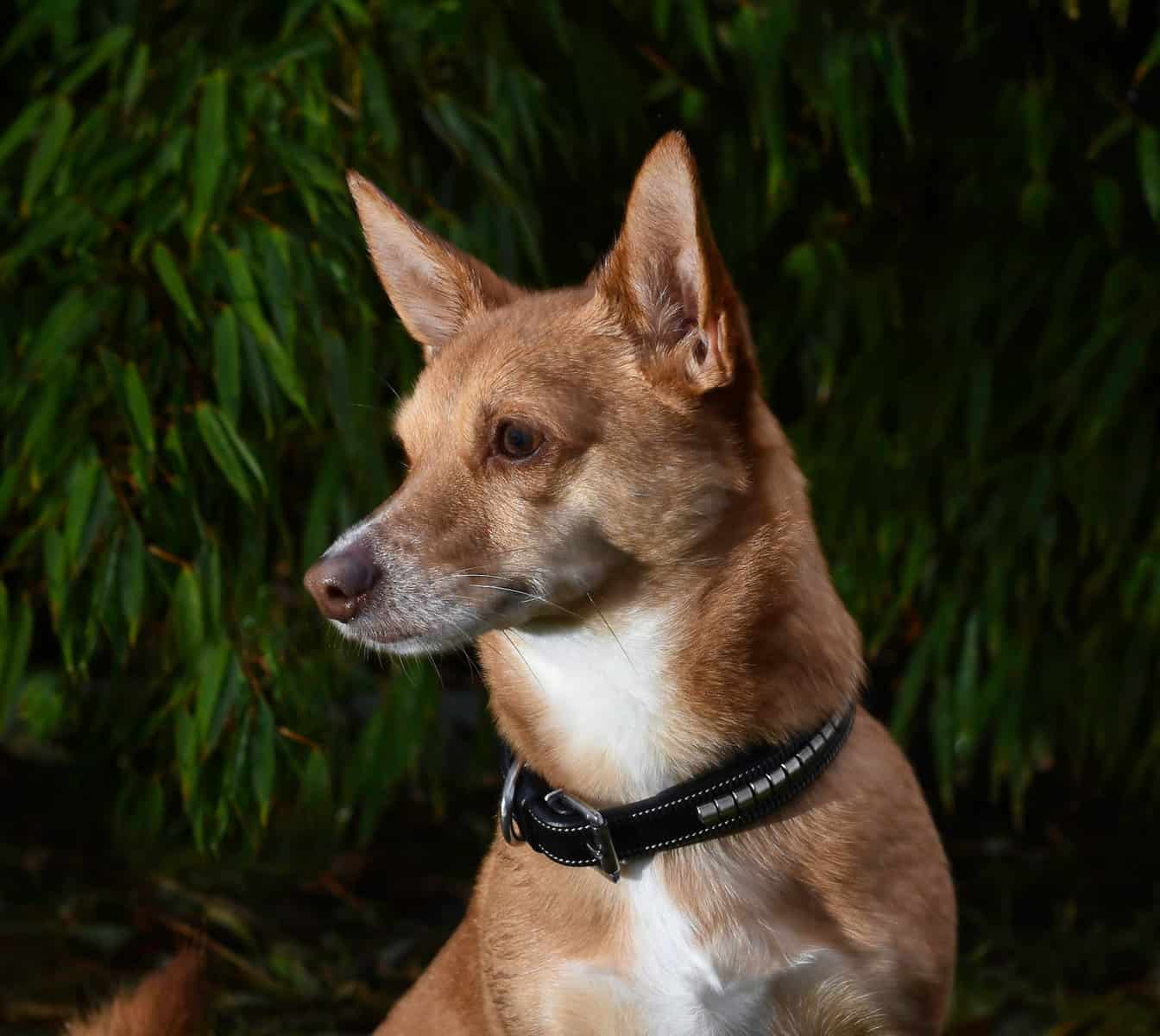 Premium dog collar in natural tanned leather