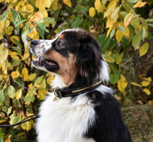 Premium dog collar in natural tanned leather