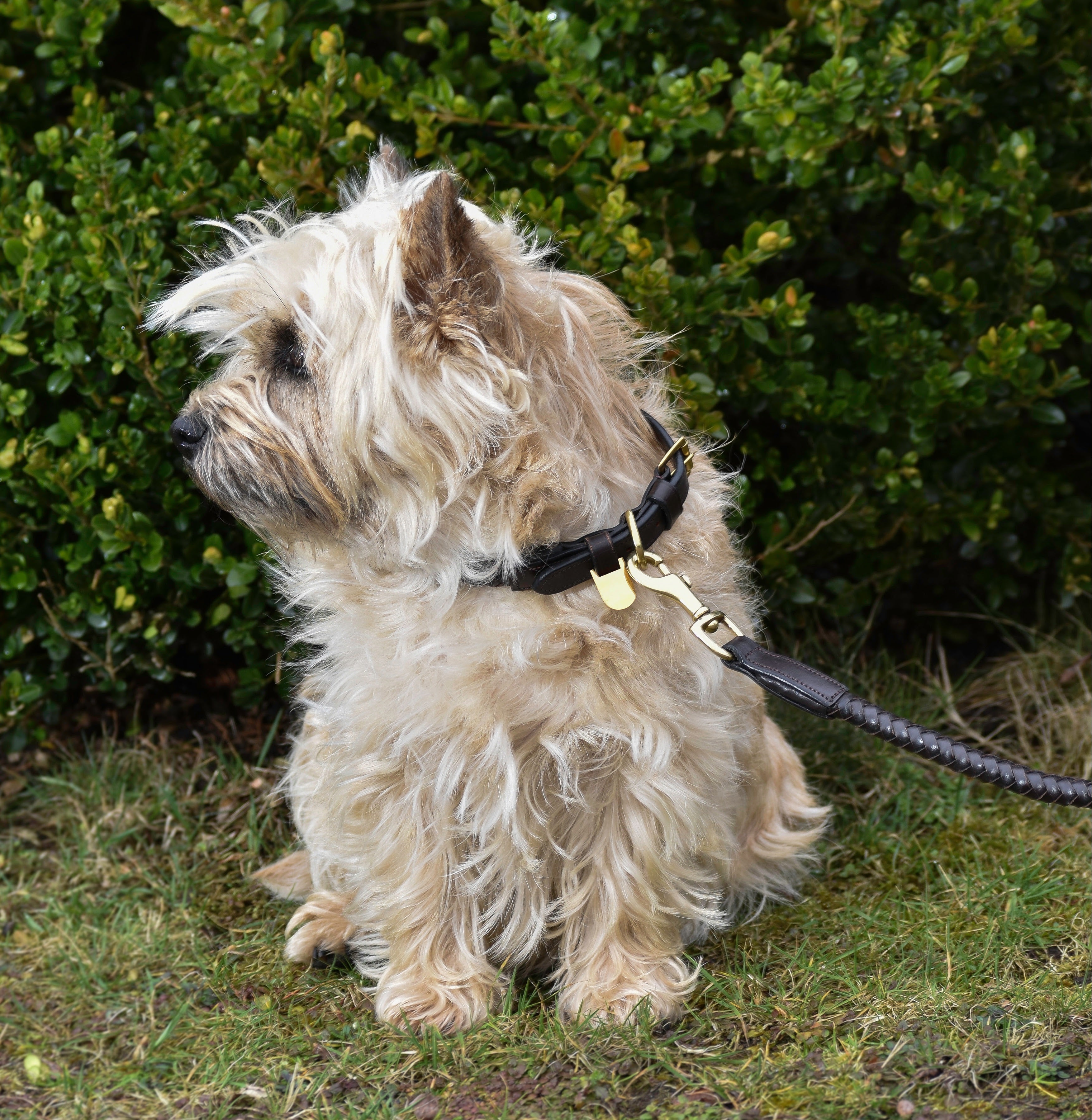 Premium dog collar in rounded natural tanned leather