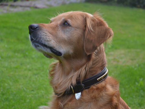 Premium dog collar in natural tanned leather