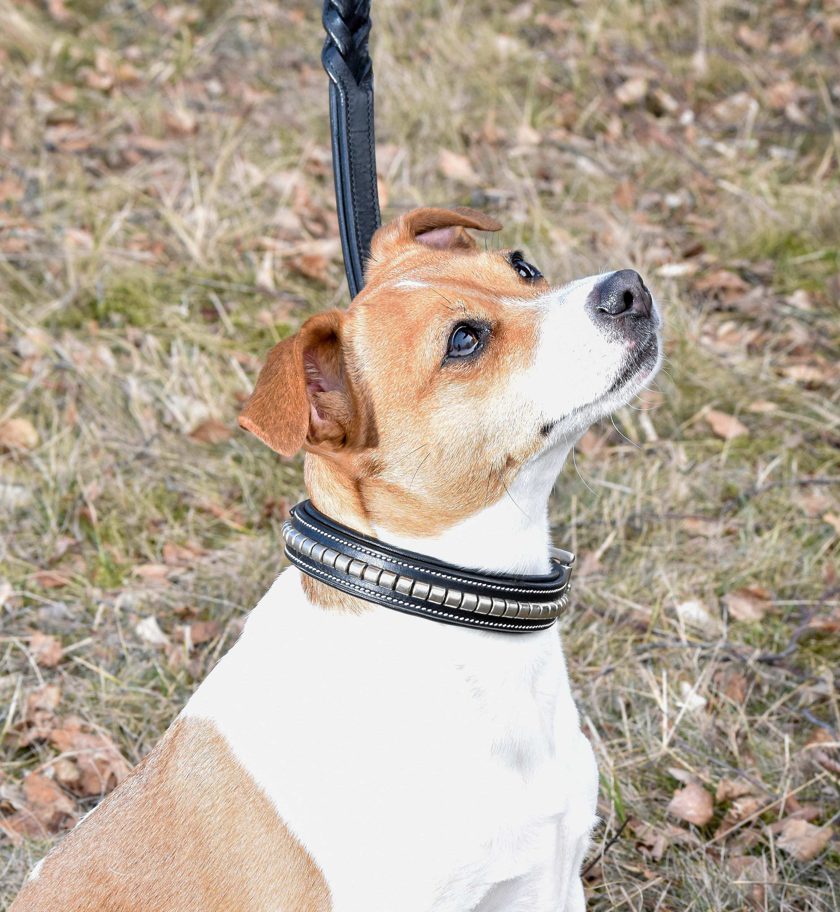 Premium dog collar in natural tanned leather